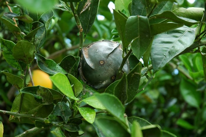 Une BASM dans un arbre au Liban