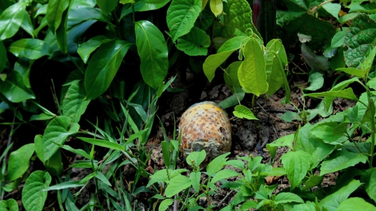 Eine Submunition im Gebüsch des Dschungels in Laos