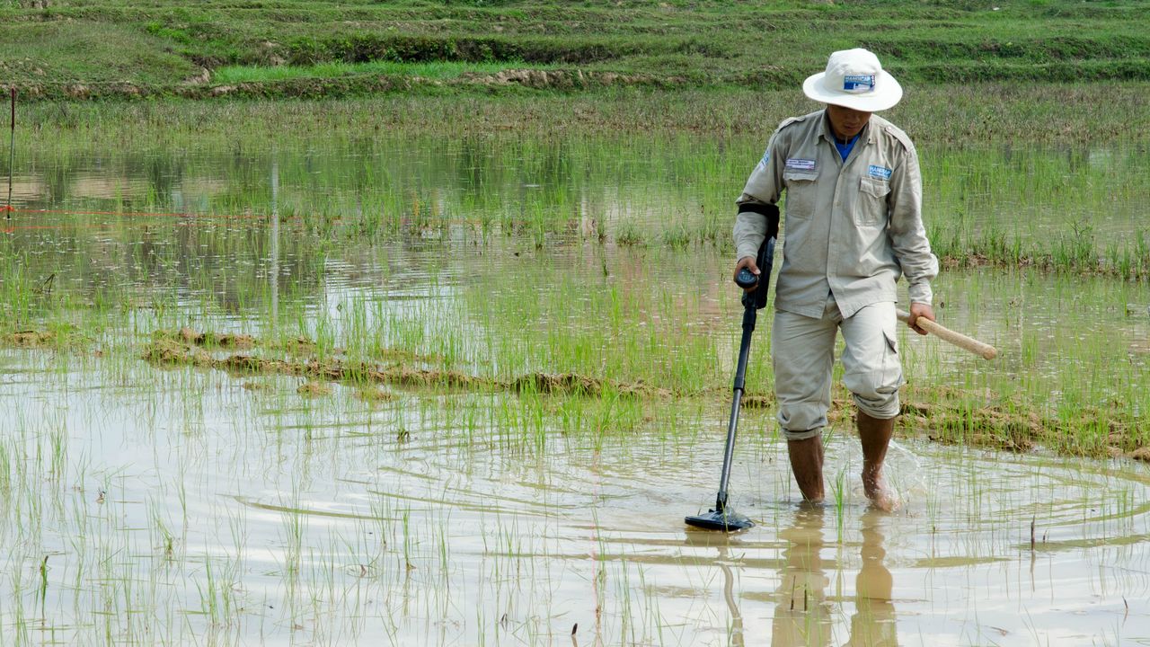 Un démineur de Handicap International recherche des bombes à sous-munitions dans un champ de riz
